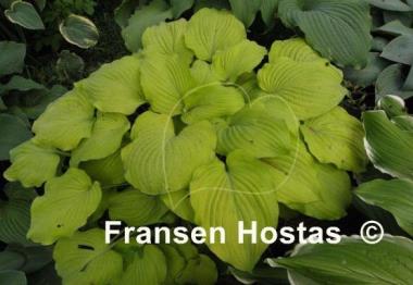Hosta Glory