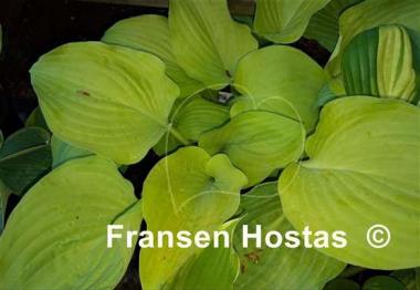 Hosta Glory