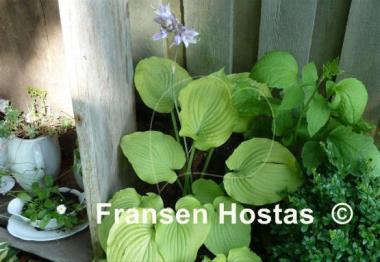 Hosta Glory