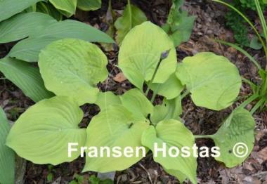 Hosta Glory