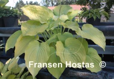 Hosta Glory