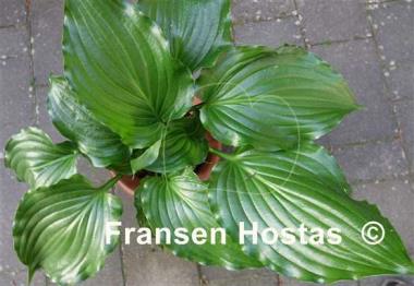 Hosta Glossy Ruffles