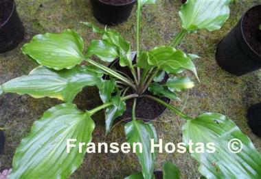 Hosta Glossy Ruffles