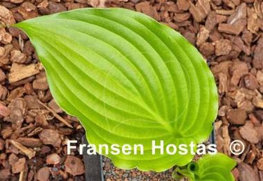 Hosta Glossy Ruffles