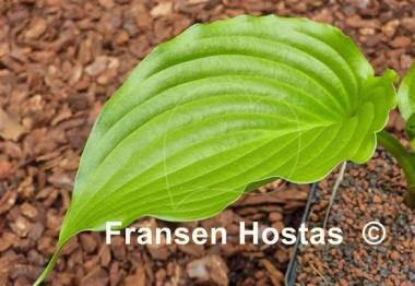 Hosta Glossy Ruffles