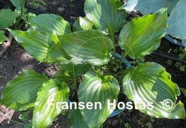 Hosta Glossy Ruffles