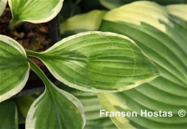 Hosta Goddess of Athena