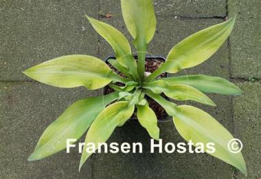 Hosta Going Bananas
