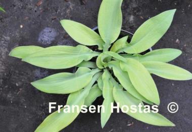 Hosta Going Bananas
