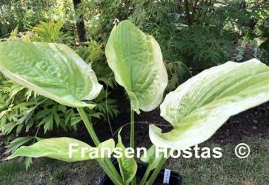 Hosta Going for Gold