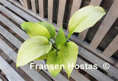 Hosta Gold Angel