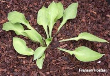 Hosta Gold Bug