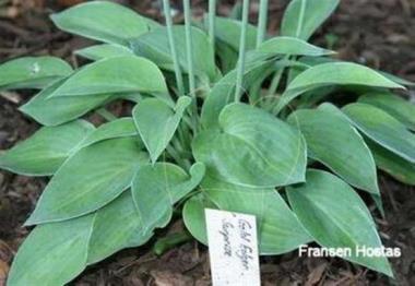 Hosta Gold Edger Surprise