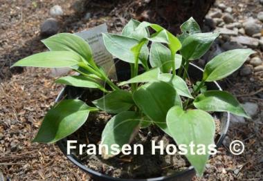 Hosta Gold Edger Surprise