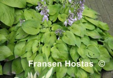 Hosta Gold Edger