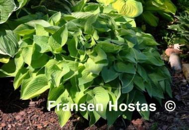 Hosta Gold Edger