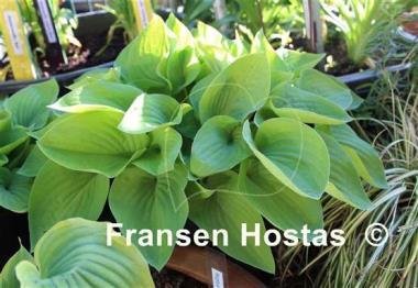 Hosta Gold Edger