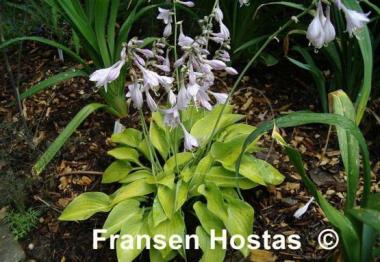 Hosta Gold Edger