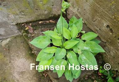 Hosta Gold Edger