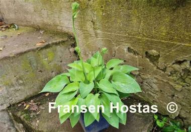 Hosta Gold Edger