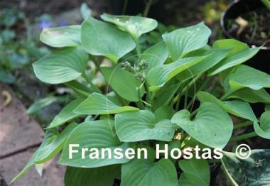 Hosta Gold Edger