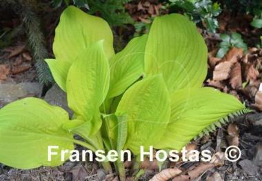 Hosta Gold Haze