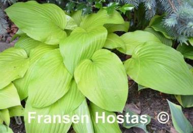 Hosta Gold Haze