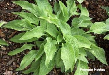 Hosta Gold Leaf