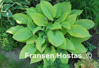 Hosta Gold Regal