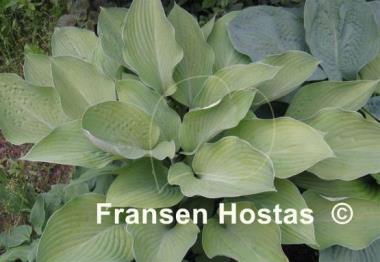 Hosta Gold Regal