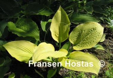 Hosta Gold Regal