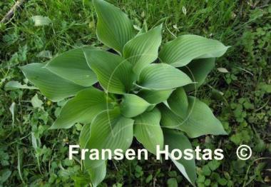 Hosta Gold Regal