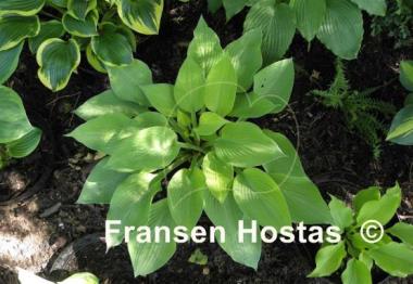 Hosta Gold Regal