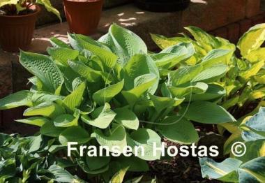 Hosta Gold Regal