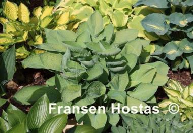 Hosta Gold Regal
