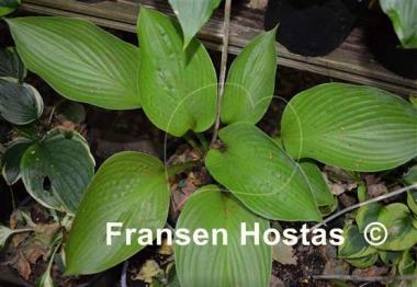 Hosta Gold Regal