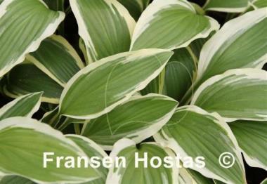 Hosta Gold Splash