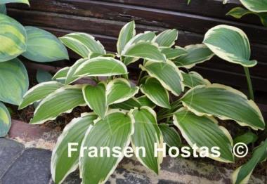 Hosta Gold Splash