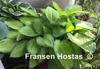 Hosta Gold Standard