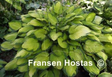 Hosta Gold Standard