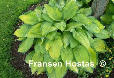 Hosta Gold Standard