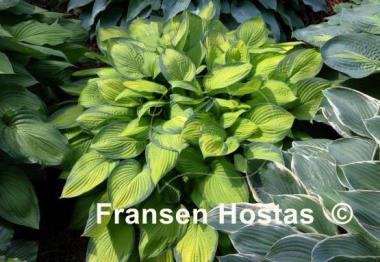 Hosta Gold Standard