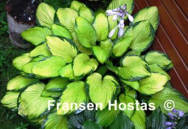 Hosta Gold Standard