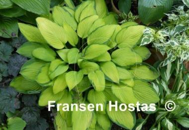 Hosta Gold Standard