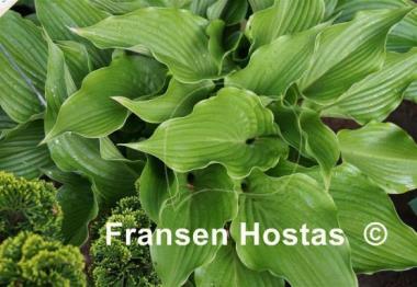 Hosta Goldbrook Galleon