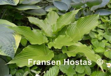 Hosta Goldbrook Galleon