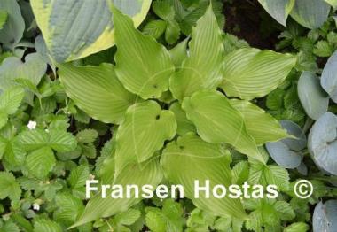 Hosta Goldbrook Galleon