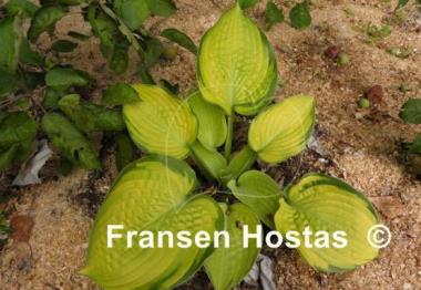 Hosta Goldbrook Gayle