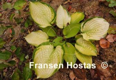 Hosta Goldbrook Gayle