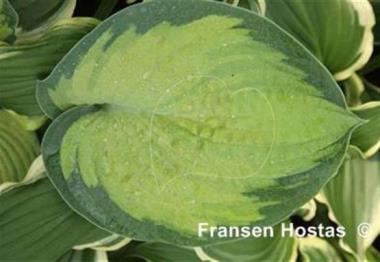 Hosta Goldbrook Gayle